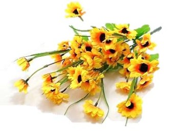 girasol